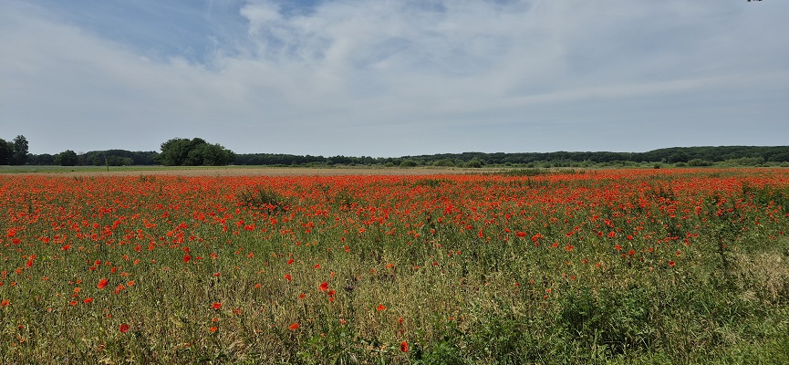 Wandeling over Trage Tocht Montfort