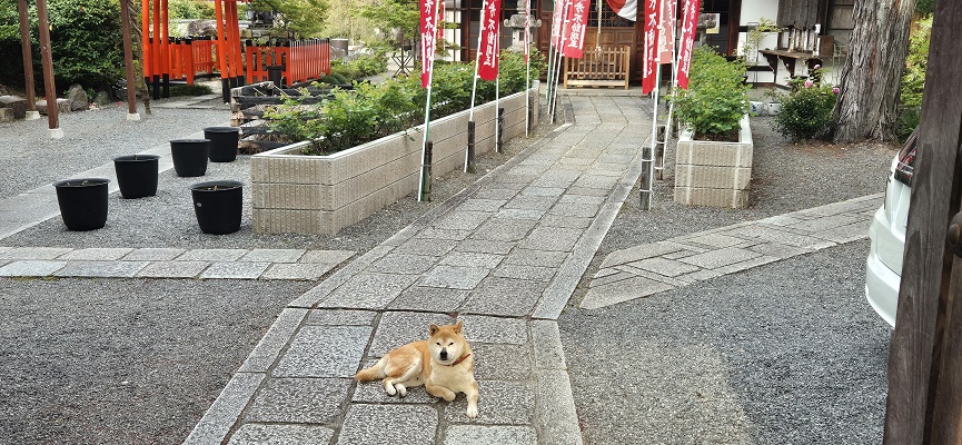 Wandeling onder 10.000 torii in Kyoto Japan