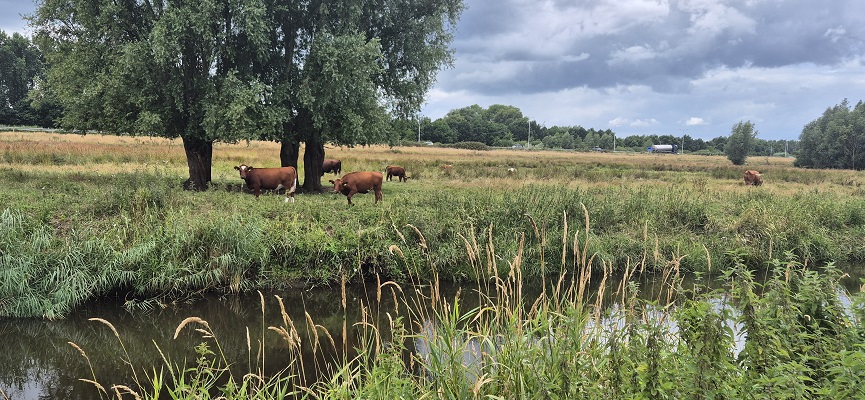 langs-de-brabantse-aa-kasteel-heeswijk-kasteel-beekveld-7 Langs de Brabantse Aa van Kasteel Heeswijk naar Kasteel Beekveld in Berlicum