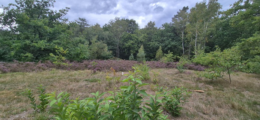De Traagste Tocht van Baarn naar Bussum-Zuid