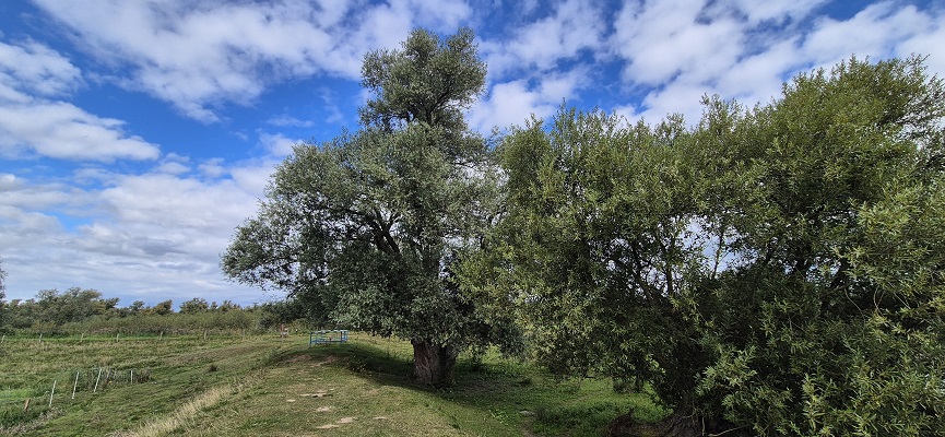 trage-tocht-biesbosch-12 Wandeling over Trage Tocht Brabantse Biesbosch in de Deenepolder