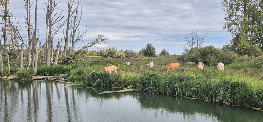 trage-tocht-biesbosch-17 Wandeling over Trage Tocht Brabantse Biesbosch in de Deenepolder