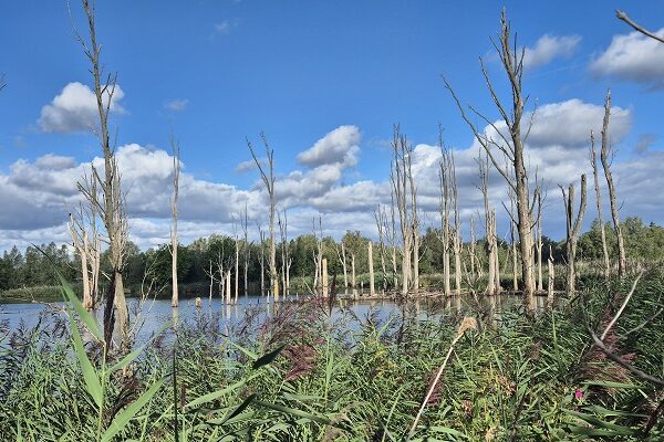 Wandeling over Trage Tocht Brabantse Biesbosch bij de Jantjesplaat