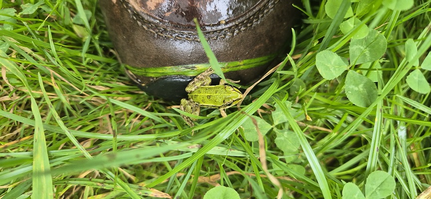 Wandeling over Trage Tocht Brabantse Biesbosch
