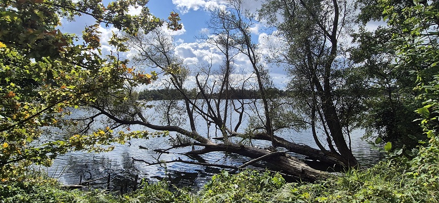Wandeling over Premium weg Rothenbach bij de Effelde Waldsee
