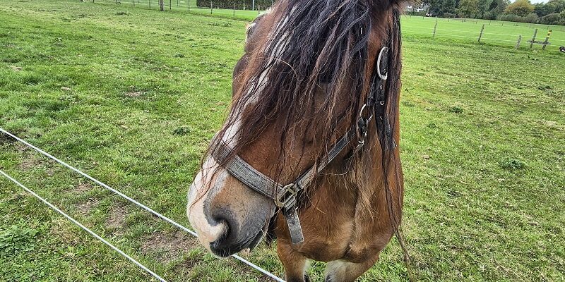 Wandeling over het Klompenpad het Aalderpad in Burchem