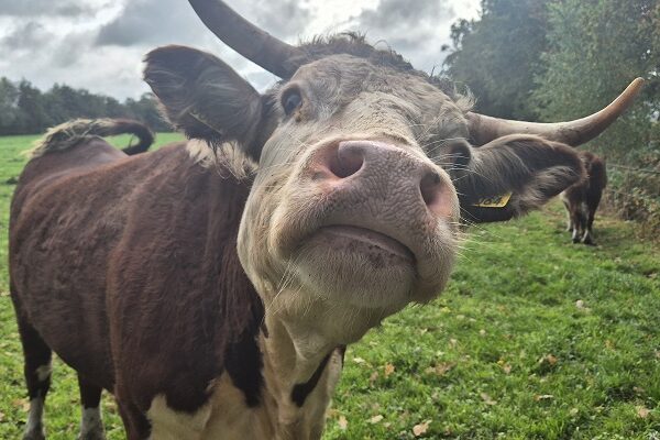 Wandeling over Trage Tocht Hellendoorn bij de Mekkelink