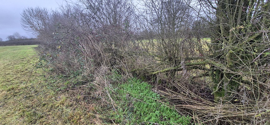 land-van-cuykpad-rondwandeling-oeffelt-13 Rondwandeling over Landwandeling A in Oeffelt over het Land van Cuykpad bij de Maasheggen