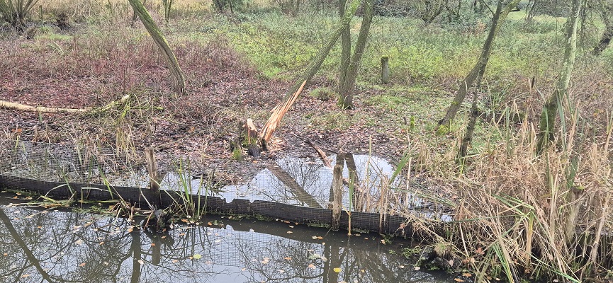 land-van-cuykpad-rondwandeling-oeffelt-23 Rondwandeling over Landwandeling A in Oeffelt over het Land van Cuykpad bij beversporen bij de Kleine Vilt