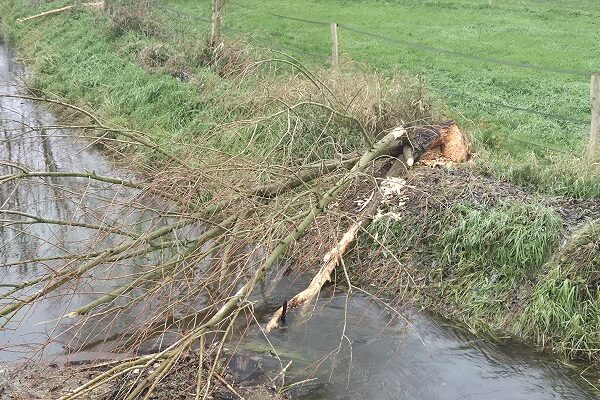 Rondwandeling over Landwandeling A in Oeffelt over het Land van Cuykpad bij beversporen bij de Oeffeltse Raam