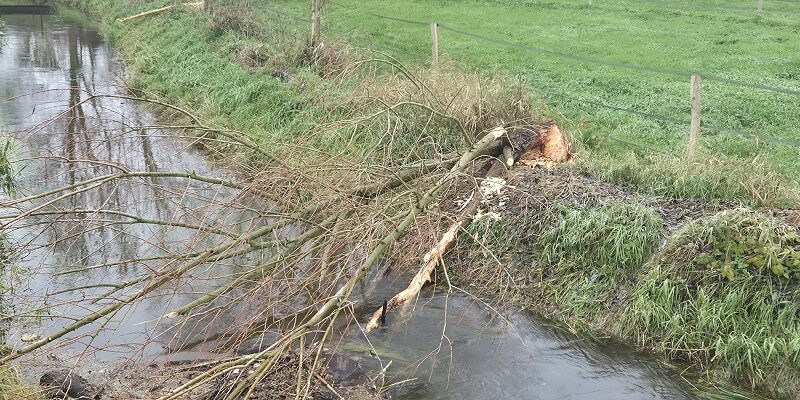 Rondwandeling over Landwandeling A in Oeffelt over het Land van Cuykpad bij beversporen bij de Oeffeltse Raam