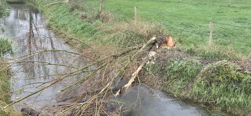 land-van-cuykpad-rondwandeling-oeffelt-3 Rondwandeling over Landwandeling A in Oeffelt over het Land van Cuykpad bij beversporen bij de Oeffeltse Raam
