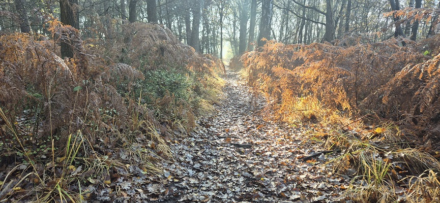 Wandeling over Trage Tocht Soerendonk bij het Buulderbroek