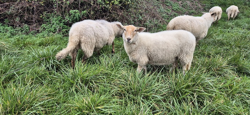 trage-tocht-veere-12 Wandeling over Trage Tocht Veere bij het Kanaal door Walcheren