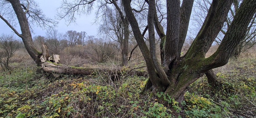 Wandeling over De Traagste Tocht van Muiden naar Amsterdam Science Park op de Diemer Vijfhoek