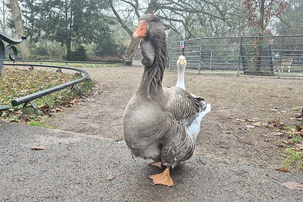 Wandeling over Stadse Trage Tocht Dordrecht
