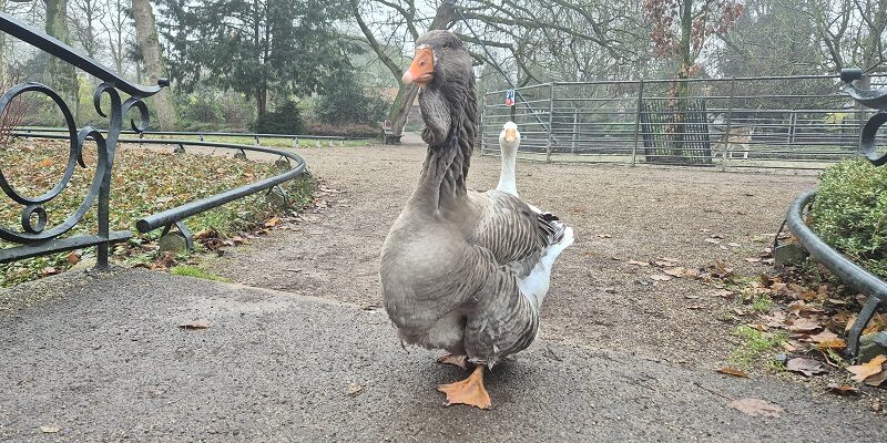 Wandeling over Stadse Trage Tocht Dordrecht