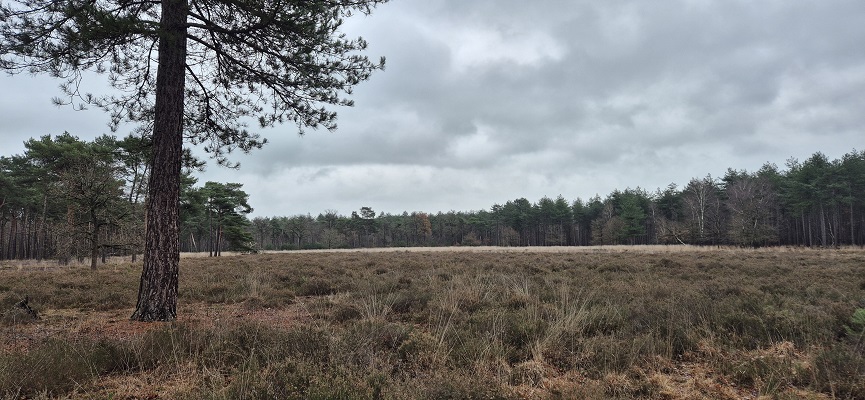 trage-tocht-dorst-15 Wandeling over Trage Tocht Dorst in Boswachterij Dorst