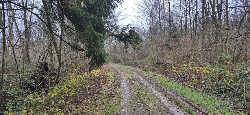 Wandeling over Trage Tocht Schokland in het Schokkerbos