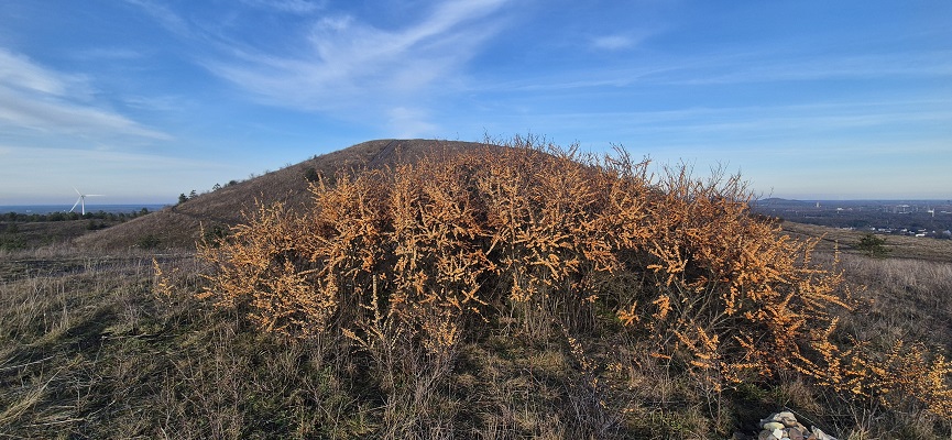 Wandeling in De Hoge Kempen in het Thorpark