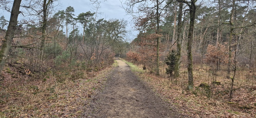 Wandeling in De Hoge Kempen in de Vallei van de Ziepbeek