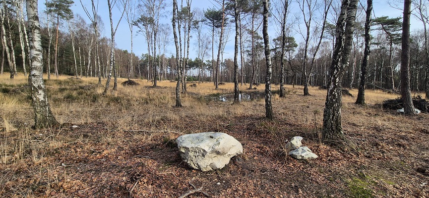 Wandeling in De Hoge Kempen in de Vallei van de Ziepbeek