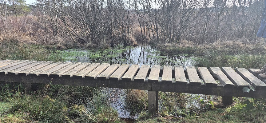 Wandeling in De Hoge Kempen in de Vallei van de Ziepbeek