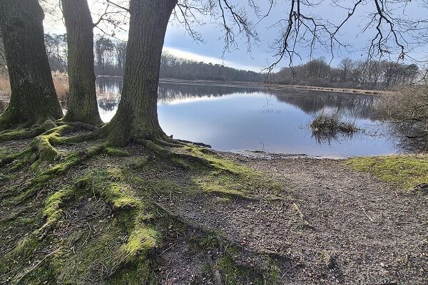 Wandeling in De Hoge Kempen in de Vallei van de Ziepbeek