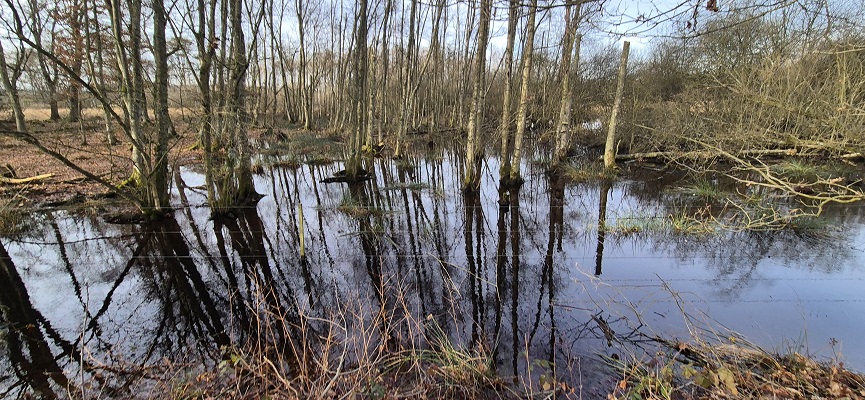 hoge-kempen-vallei-van-de-ziepbeek-27 Wandeling in De Hoge Kempen in de Vallei van de Ziepbeek