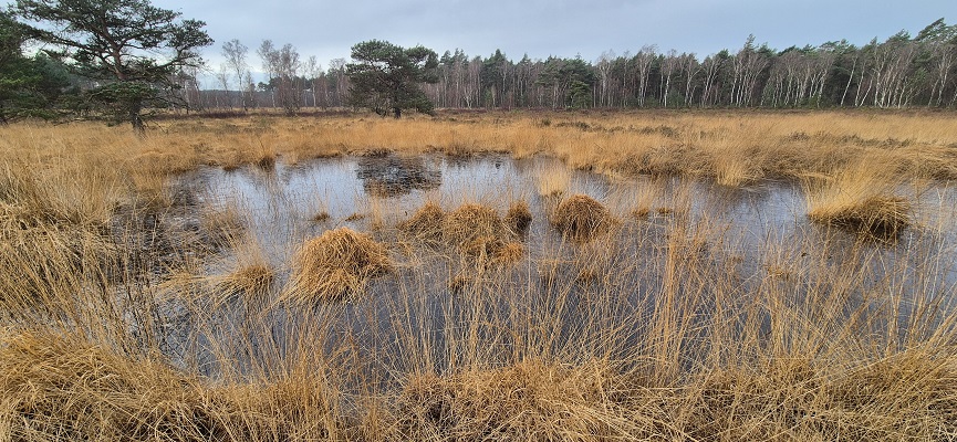 hoge-kempen-vallei-van-de-ziepbeek-5 Wandeling in De Hoge Kempen in de Vallei van de Ziepbeek