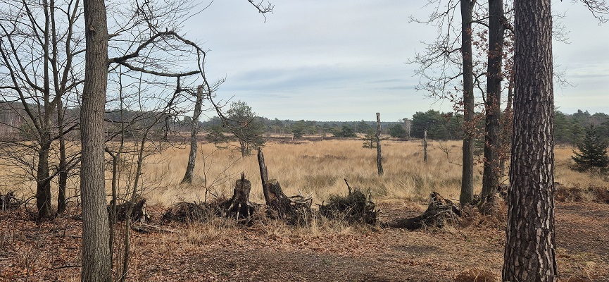 hoge-kempen-vallei-van-de-ziepbeek-9 Wandeling in De Hoge Kempen in de Vallei van de Ziepbeek