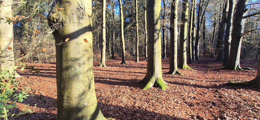 Wandeling over Trage Tocht Palmstad bij landgoed Moersbergen