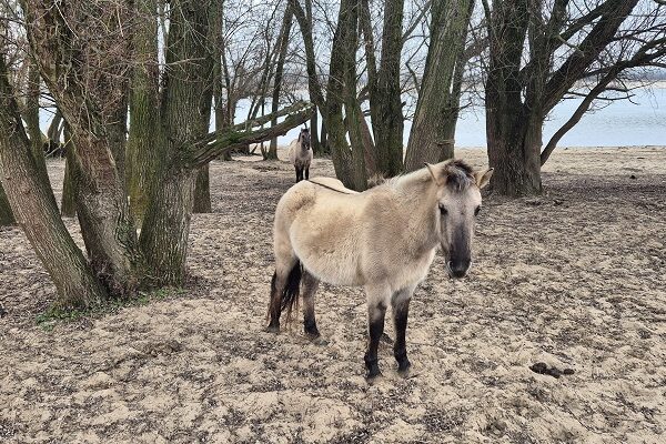 Wandeling over Trage Tocht Park Lingezegen in de Bemmelse Waard