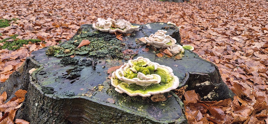 Wandeling over Trage Tocht Amerongen Zuylestein