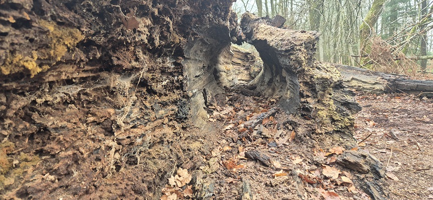 Wandeling over Trage Tocht Amerongen Zuylestein