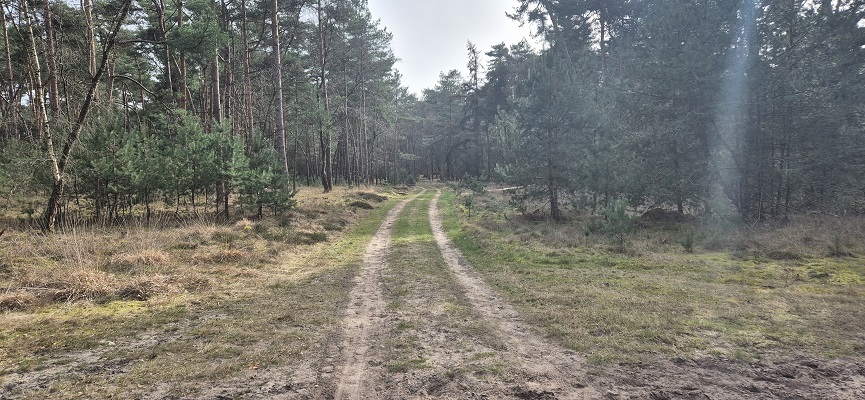 Wandeling over Knopenrondje Leende in het Leenderbos