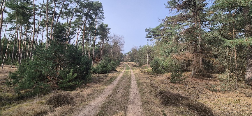 Wandeling over Knopenrondje Leende in het Leenderbos