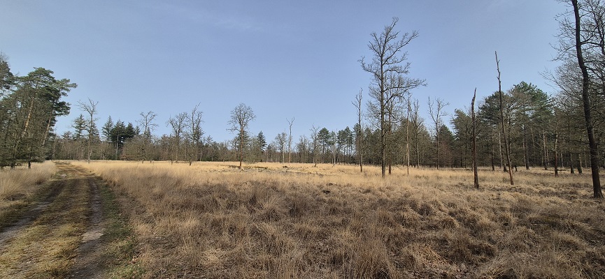 Wandeling over Knopenrondje Leende in het Leenderbos