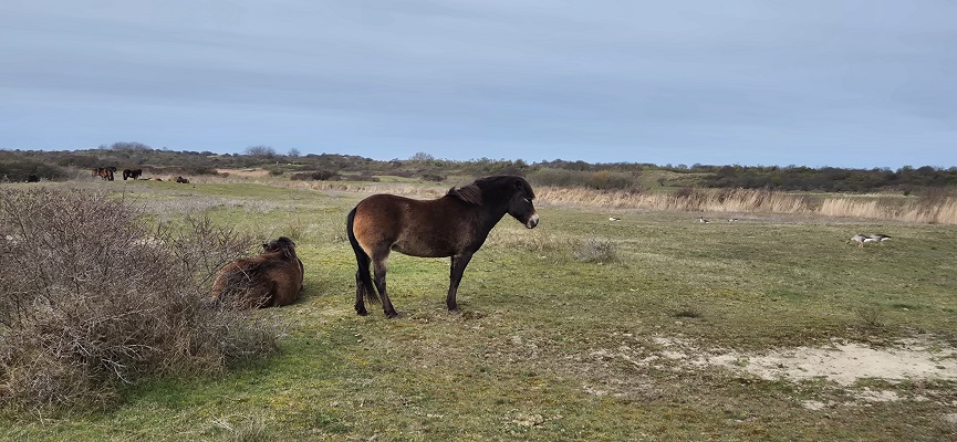 Wandeling over Trage Tocht Ouddorp bij de Enden