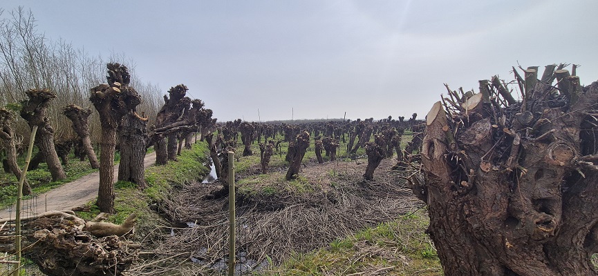trage-tocht-rhoon-3 Wandeling over Trage Tocht Rhoon bij de Rhoonse Grienden