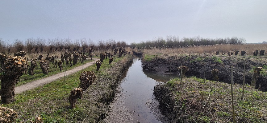 trage-tocht-rhoon-6 Wandeling over Trage Tocht Rhoon bij de Rhoonse Grienden
