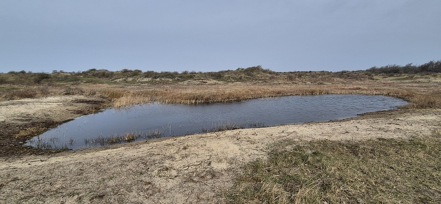 Wandeling over Trage Tocht Rockanje in het Voornes Duin