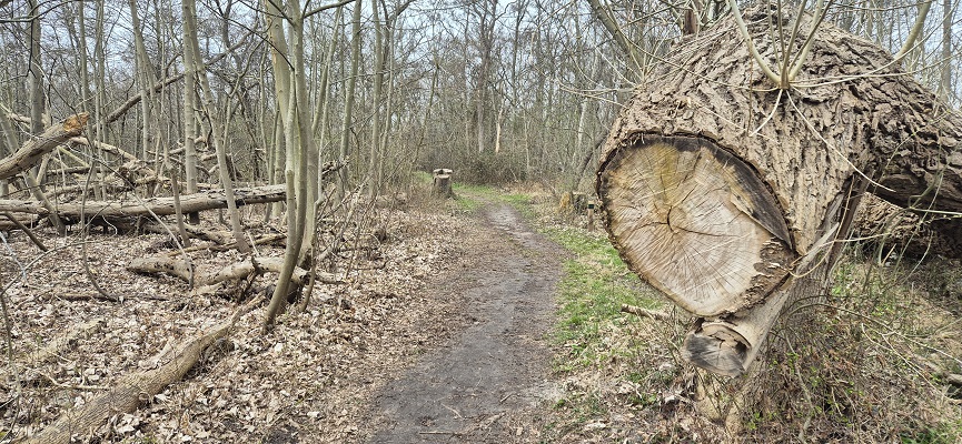 Wandeling over Trage Tocht Rockanje in het Voornes Duin
