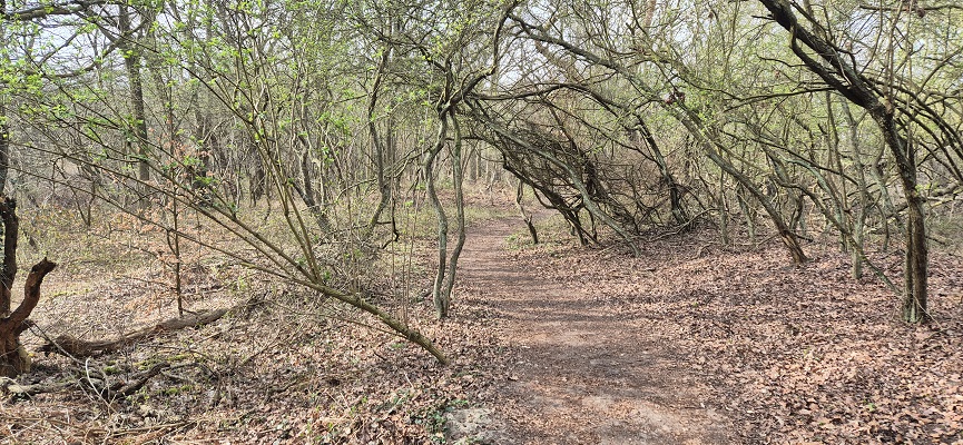 Wandeling over Trage Tocht Rockanje in het Voornes Duin