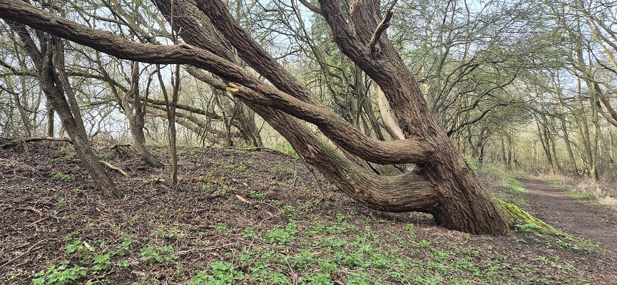Wandeling over Trage Tocht Rockanje in het Voornes Duin