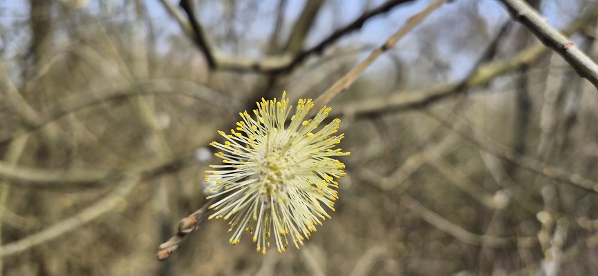 Wandeling over Trage Tocht Rockanje in het Voornes Duin