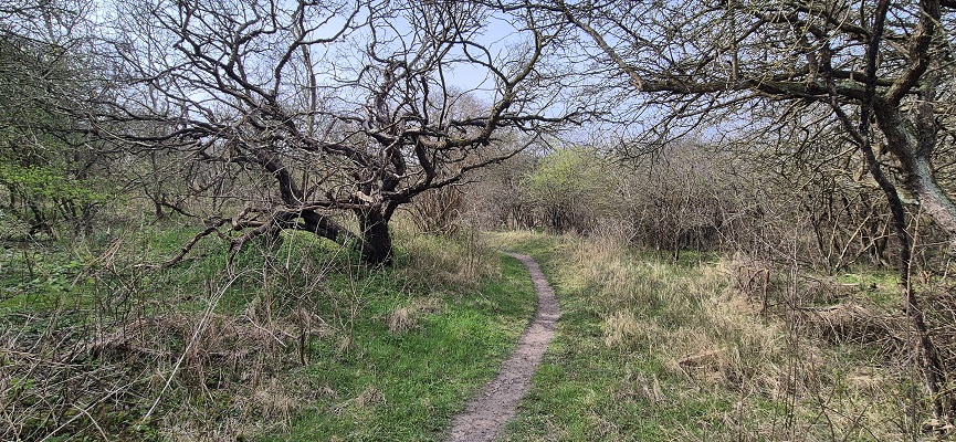 Wandeling over Trage Tocht Rockanje in het Voornes Duin