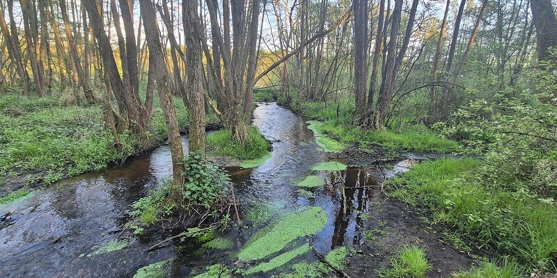 Wandelen door de Bosbeekvallei in Opoeteren (B)
