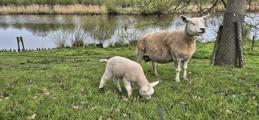 Wandeling Kort en Prachtig Enspijk bij de Linge