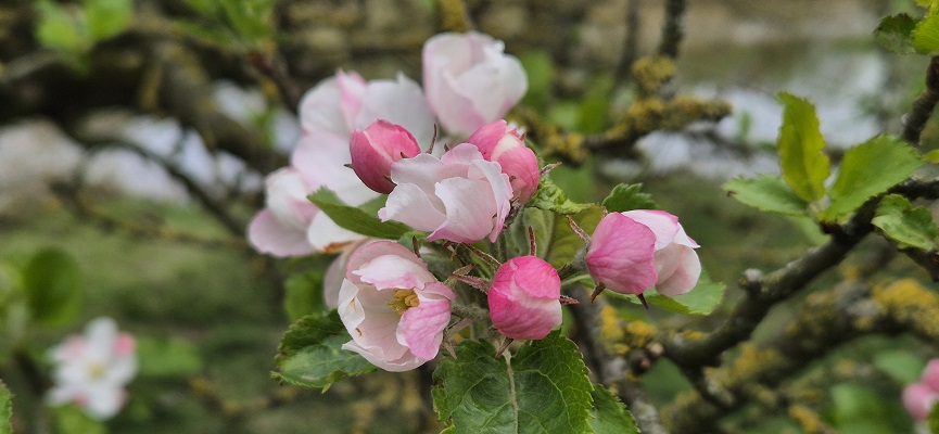 Wandeling Kort en Prachtig Enspijk bij fruitbloesem